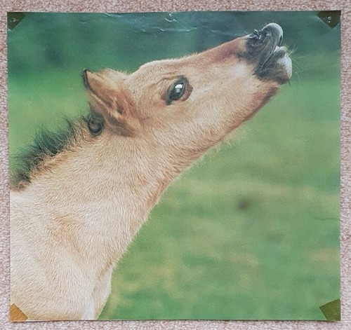 Pferdebild poster - 1, pferdebild,
