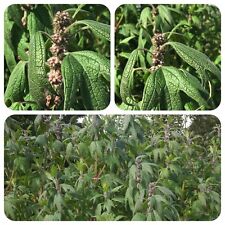 Herzgespann Leonurus cardiaca