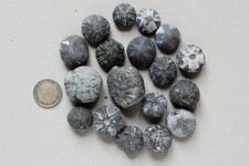 18 versteinerte Seeigel 