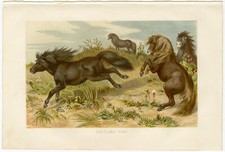 Shetland Pony Ponys Weide