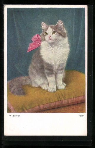 Kater peter mit roter - kater,