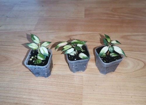 Hoya lacunosa variegata - hoya,