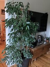 große zimmer pflanzen NUR ABHOLUNG