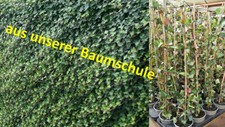 Hedera hibernica 70-100 cm Efeu Bodendecker Zaun Kletterpflanze immergrün Top