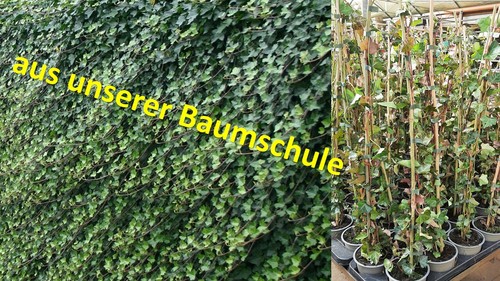 Hedera hibernica 100 cm - hibernica, 70-100