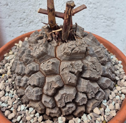 Dioscorea elephantipes