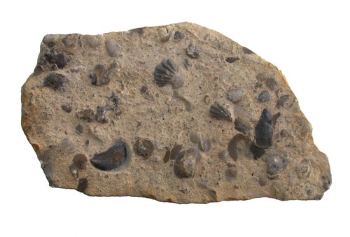 Trias punctospirella fragilis - trias,