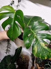 Monstera Aurea Variegata