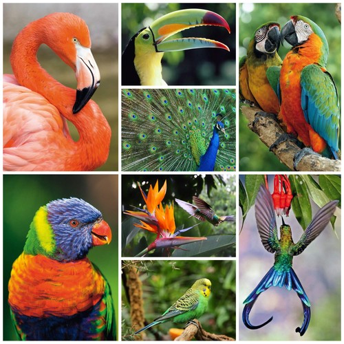 Tierpostkarten exotische - 40, tierpostkarten"exotische
