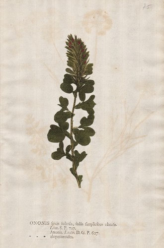 Ononis hauhecheln restharrows - hauhecheln,
