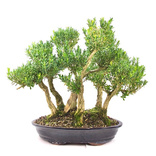 Bonsai chinesischer buchsbaum - bonsai,