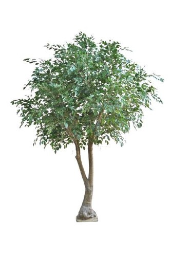 Artplants kunst ficus - kunst,