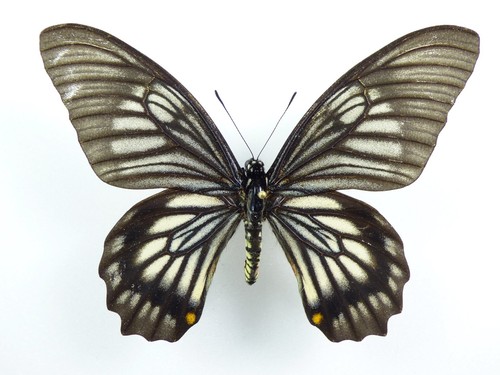 Papilio veiovis männchen - papilio,