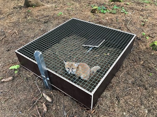 Neu kofferfalle für fuchs - neu,