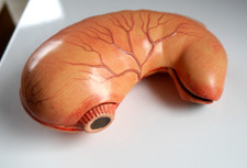 Altes Lehrmodell Magen