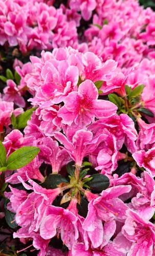 Rhododendron pink poetry - "pink, poetry"