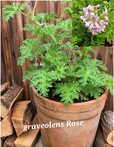 Duftgeranie pelargonium - duftgeranie,