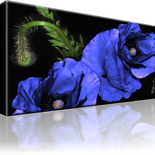 Blaue mohnblume bild bilder - mohnblume,