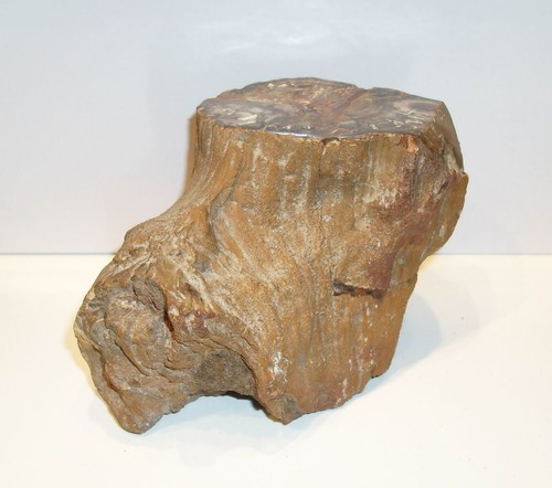 Fossilien fossiles holz - fossiles,
