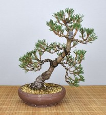 Bonsai Outdoor, Jap. Schwarzk