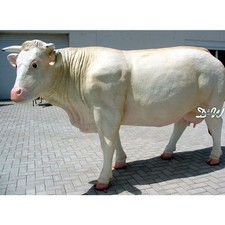 KUH CHAROLAIS creme