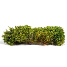 Sträucher Gelb Blühend - AK