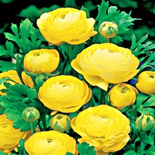 Zwiebel Blumenzwiebel Topfblume Gartenblume Ranunculus Ranunkel gelb 5 St. 