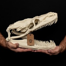 Titanoboa schädel replik - titanoboa,