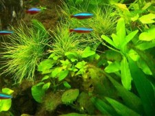 Aquariumset XXL für 500 - 600 Literbecken, Aquarienpflanzen