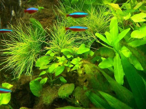 Aquariumset xxl für 500 - für,