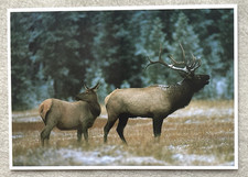 Postkarte rothirsch - ak,