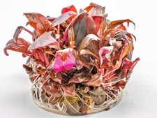 Rotes Mini Papageienblatt -