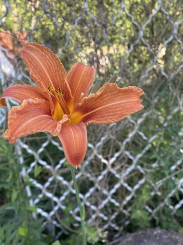 Hemerocallis fulda 1 - hemerocallis,
