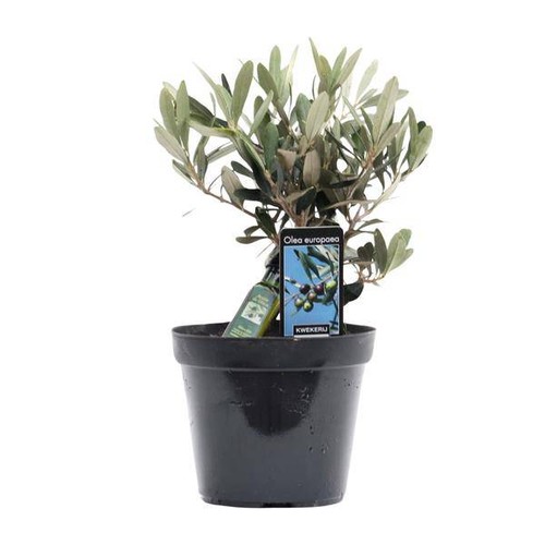 Olivenbaum olea europaea - olivenbaum, –