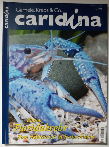 Caridina 2021 garnele - caridina,