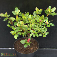 Japanische Azalee Rhododendron Panda weiss Blühende Strauch im Topf winterhart