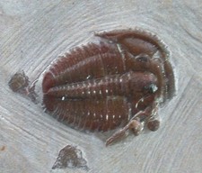 Kambrium  2x  Elrathia kingii  Trilobit  Antelope Canyon Utah  USA 4625