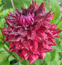 Dekorative Dahlie Hapet WOW  D20-25 H140 1 Wurzelstock.