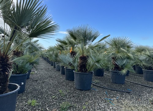 Sunny tree palme - tree, palme-