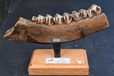 Hirschbacken Elf Fossil