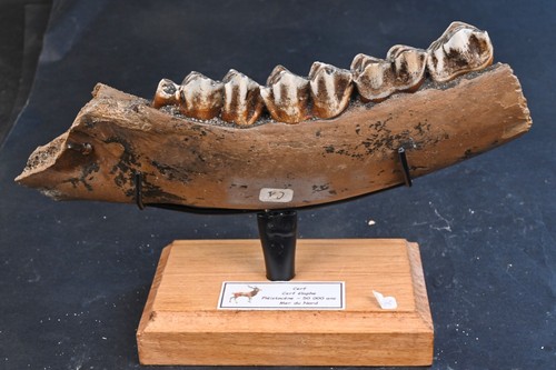 Hirschbacken elf fossil - hirschbacken,