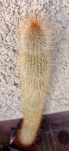 Peruvian spiny torch - peruvian,