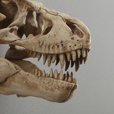 Rex dino schädel - t-rex, wand