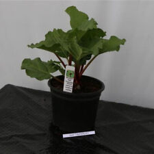 Rhabarber Pflanze Holsteiner Blut beliebte im Topf 3 Liter Rot