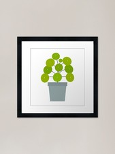 Pilea peperomioides