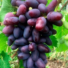 'Baikonur' - Tafel-Trauben