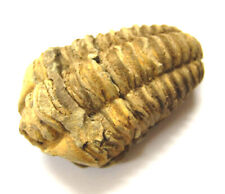 Versteinerung, Trilobit