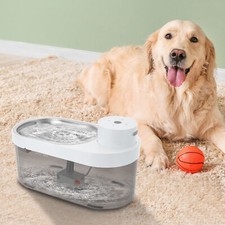 Katze Hund Wasser Brunnen