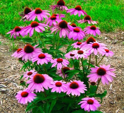 Samen sonnenhut echinacea - 20,
