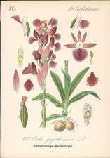 Chromolithographie : Schmetterlings-Knabenkraut. Orchis papilionacea L. Orchidac